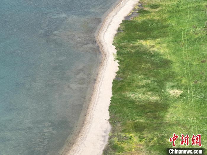 圖為航拍仲夏時(shí)節(jié)，青海湖畔綠茵如毯?！∑钤鲚?攝