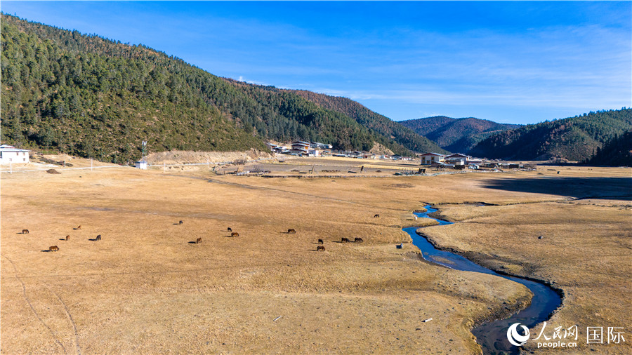 香格里拉國家公園內(nèi)的高山草甸。人民網(wǎng)記者 虎遵會攝