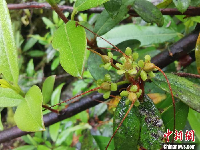 圖為折萼杜鵑果實(shí)圖。　中科院昆明植物研究所提供