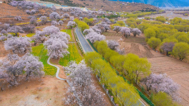 林芝桃花盛開。 張靜攝