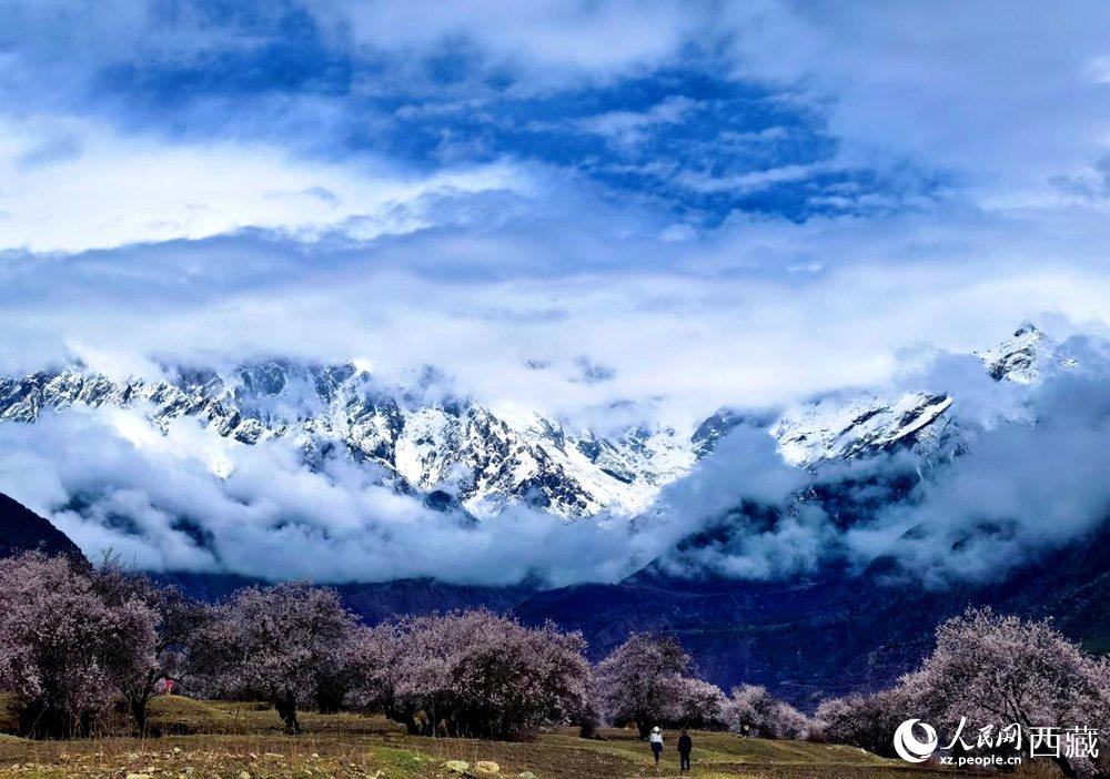 雪山下的桃花。人民網(wǎng) 李海霞攝