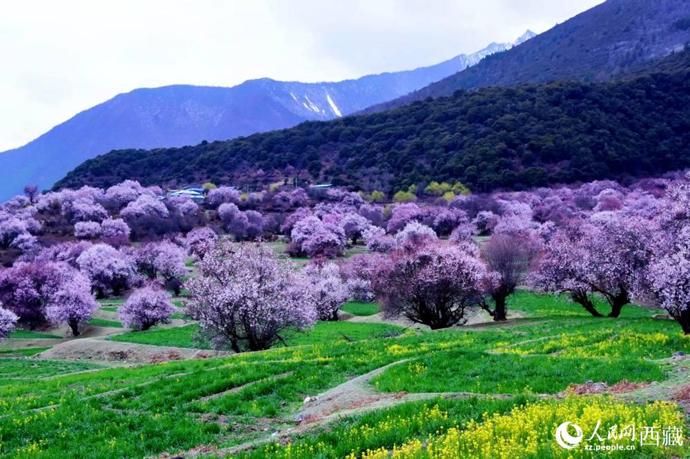 一樹(shù)樹(shù)野桃花開(kāi)得正艷。人民網(wǎng) 李海霞攝