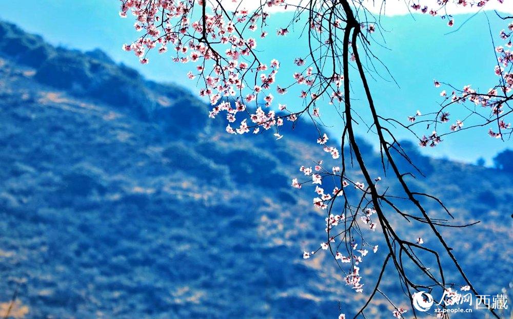 清麗的桃花。人民網(wǎng) 李海霞攝