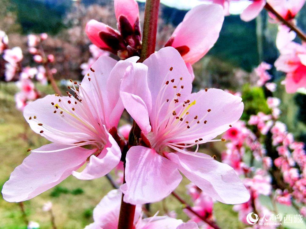 林芝桃花開(kāi)。人民網(wǎng) 李海霞攝