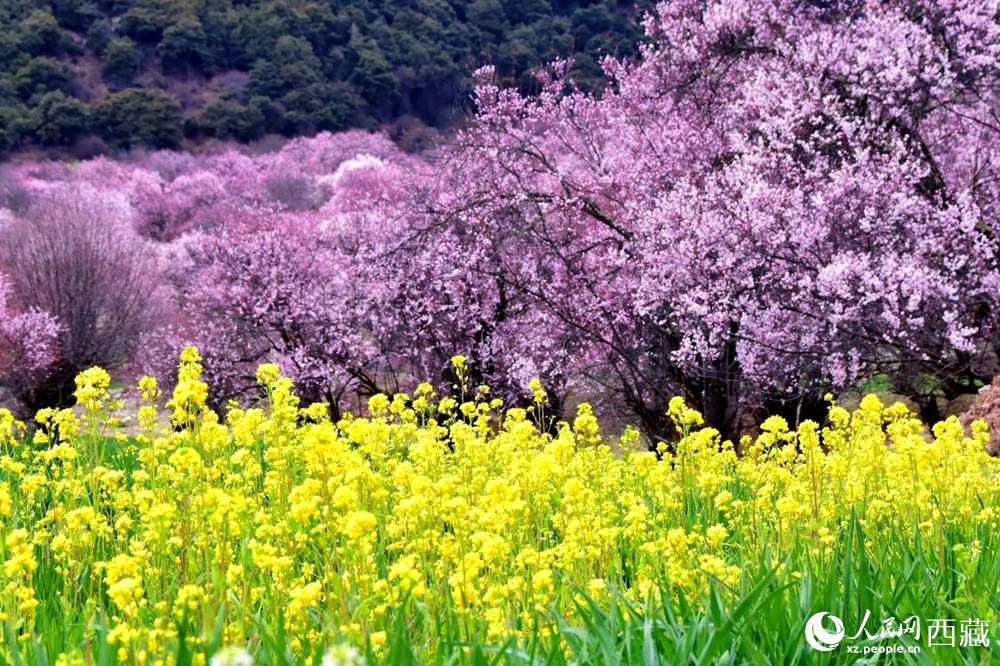 桃花與油菜花交相輝映。人民網(wǎng) 李海霞攝