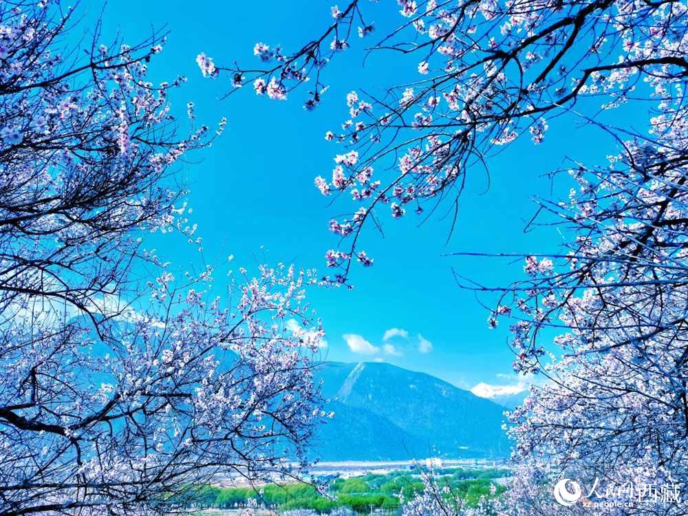 桃花在藍(lán)天白云的映襯下分外好看。人民網(wǎng) 李海霞攝
