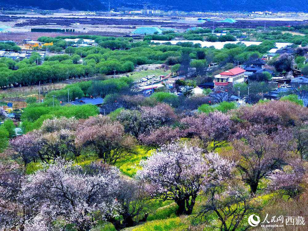 漫山開(kāi)放的野桃花。人民網(wǎng) 李海霞攝