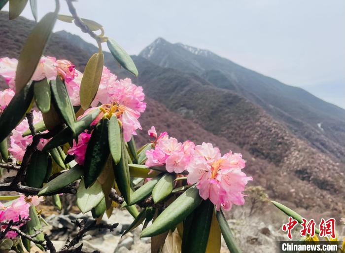 近日，西藏自治區(qū)山南市加查縣索囊溝的杜鵑花競相綻放。　冉文娟 攝