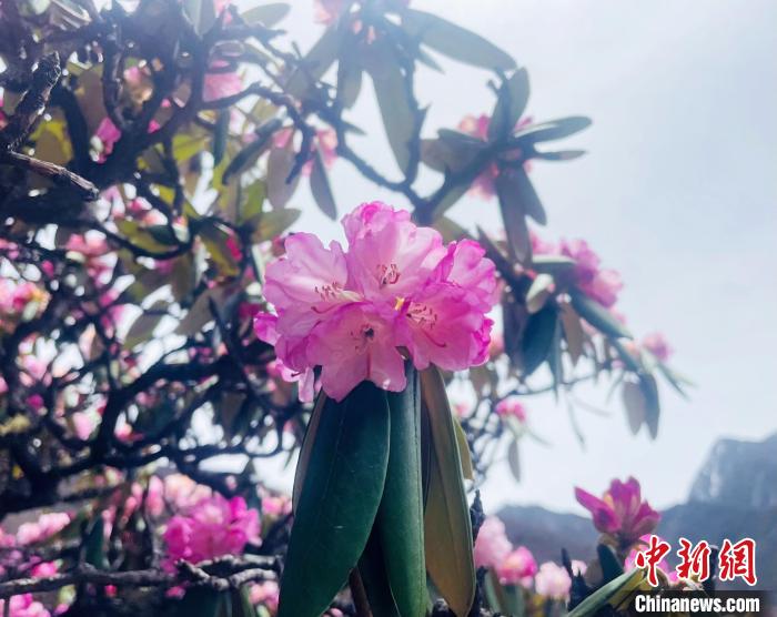 近日，西藏自治區(qū)山南市加查縣索囊溝的杜鵑花競相綻放。　冉文娟 攝