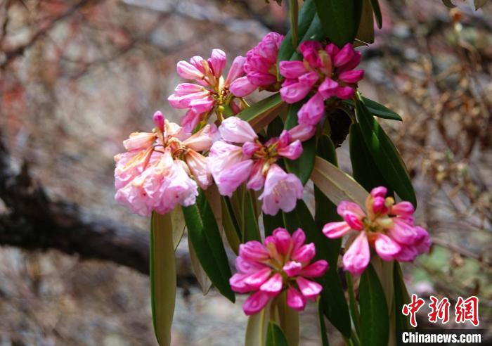 近日，西藏自治區(qū)山南市加查縣索囊溝的杜鵑花競相綻放?！∪轿木?攝