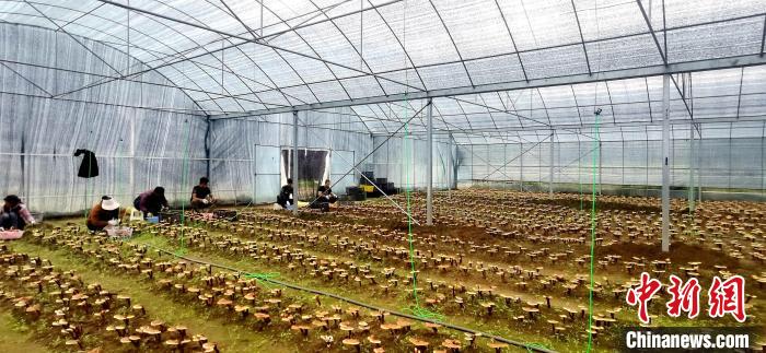 圖為紅太陽科技示范家庭農(nóng)場組織民眾采收靈芝?！∑酱胪喙﹫D