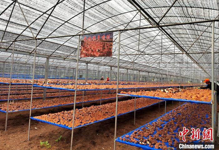 圖為紅太陽科技示范家庭農(nóng)場采收的靈芝?！∑酱胪喙﹫D