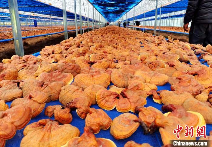 圖為紅太陽科技示范家庭農(nóng)場采收的靈芝?！∑酱胪喙﹫D