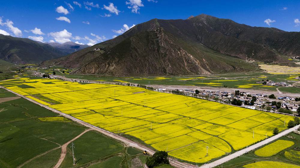 西藏墨竹工卡縣油菜農(nóng)田。