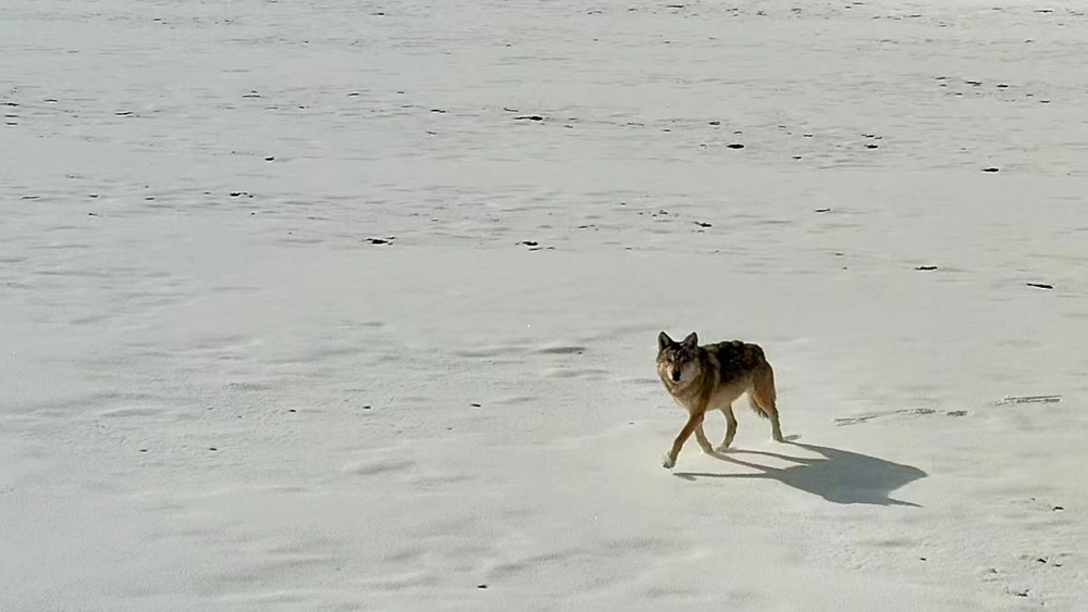 雪地里的阿里“狼”。