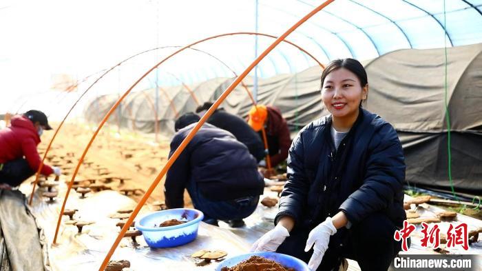 圖為農(nóng)民采收靈芝孢子粉?！∴嚢?攝