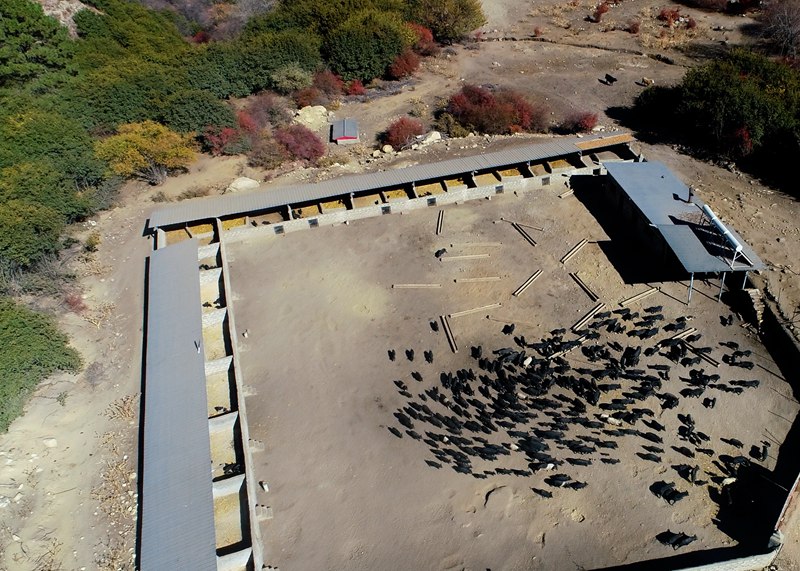 麥村藏香豬養(yǎng)殖基地。