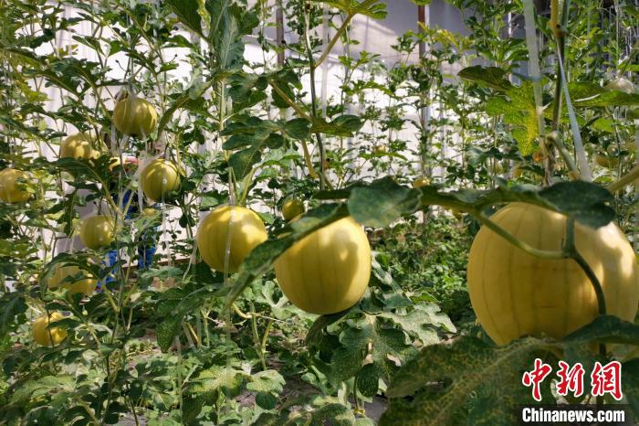 圖為康馬縣大棚內的金太陽西瓜?！⒔ㄜ?攝