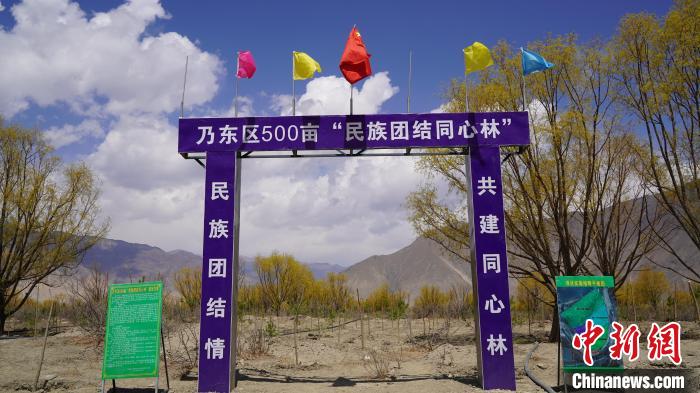圖為“民族團結同心林”項目?！∧藮|融媒供圖