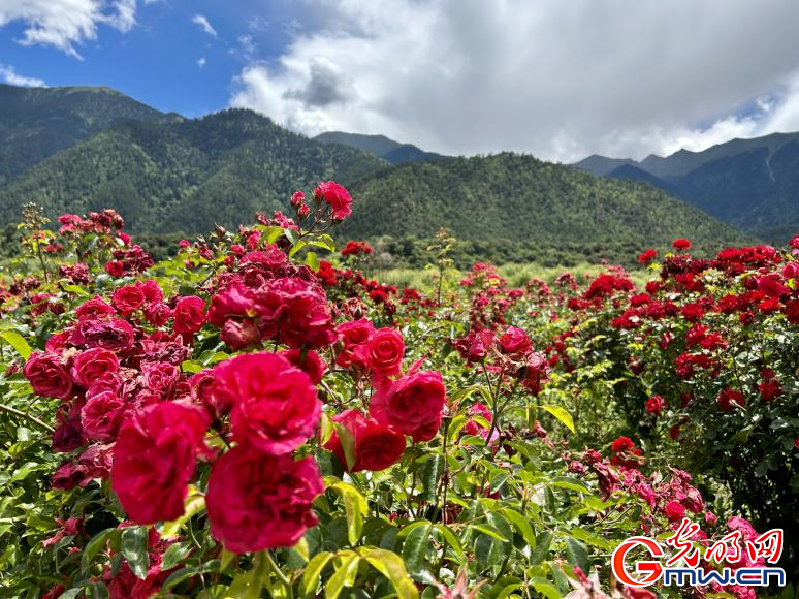 我們的家園丨工布花谷：高原花開香飄全國，產(chǎn)業(yè)經(jīng)濟(jì)增收致富