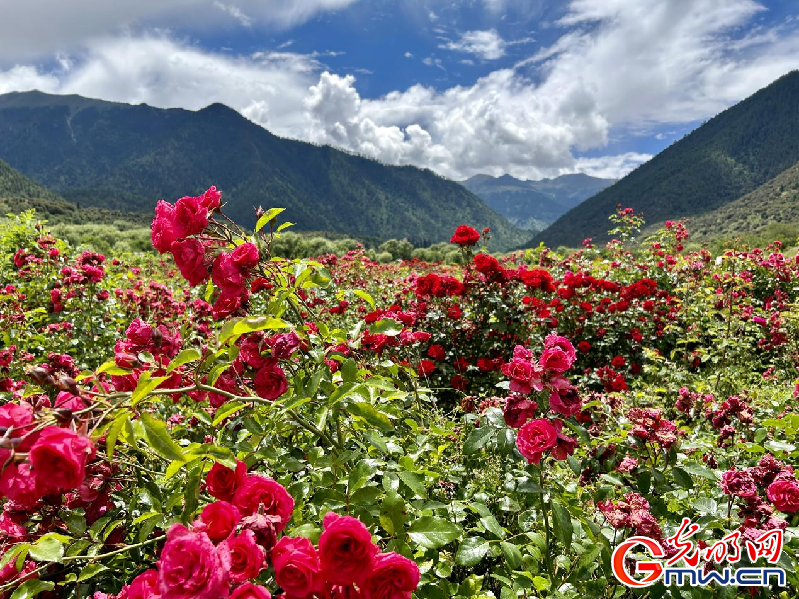 我們的家園丨【組圖】 綠水青山入畫，“金山銀山”筑起