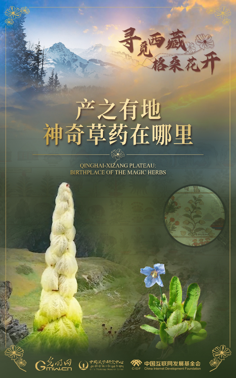 【尋覓西藏·格?；ㄩ_(kāi)】產(chǎn)之有地：神奇草藥在哪里