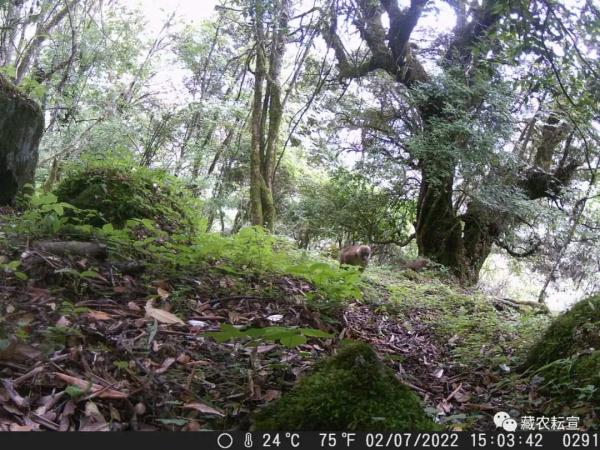 西藏色季拉山發(fā)現(xiàn)雪豹、白頰獼猴等多種珍稀野生動物