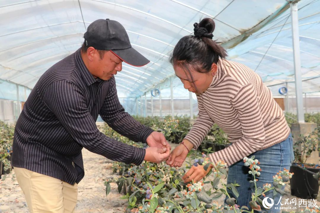 技術員劉家平和措姆在溫室大棚檢查藍莓的長勢。次仁龍布攝